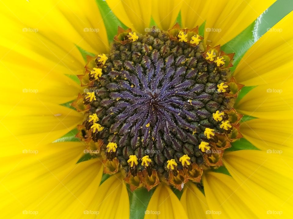 Macro of a yellow common sunflower