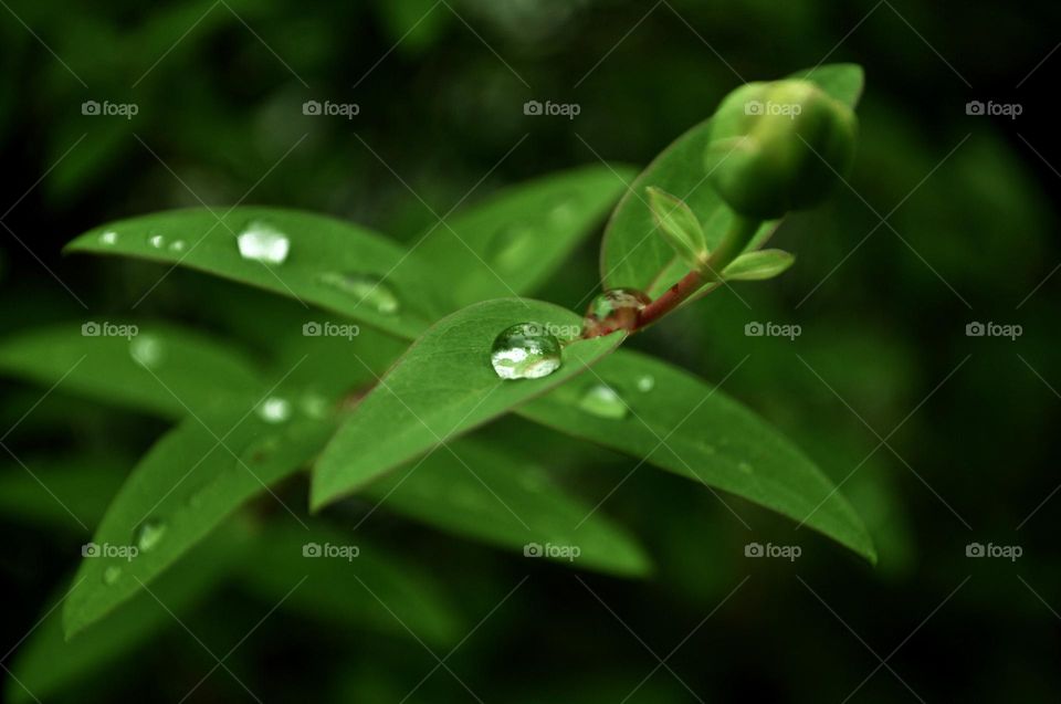 Water droplets on green leaves, plants after storm, green background, natural background, green plants against dark background 