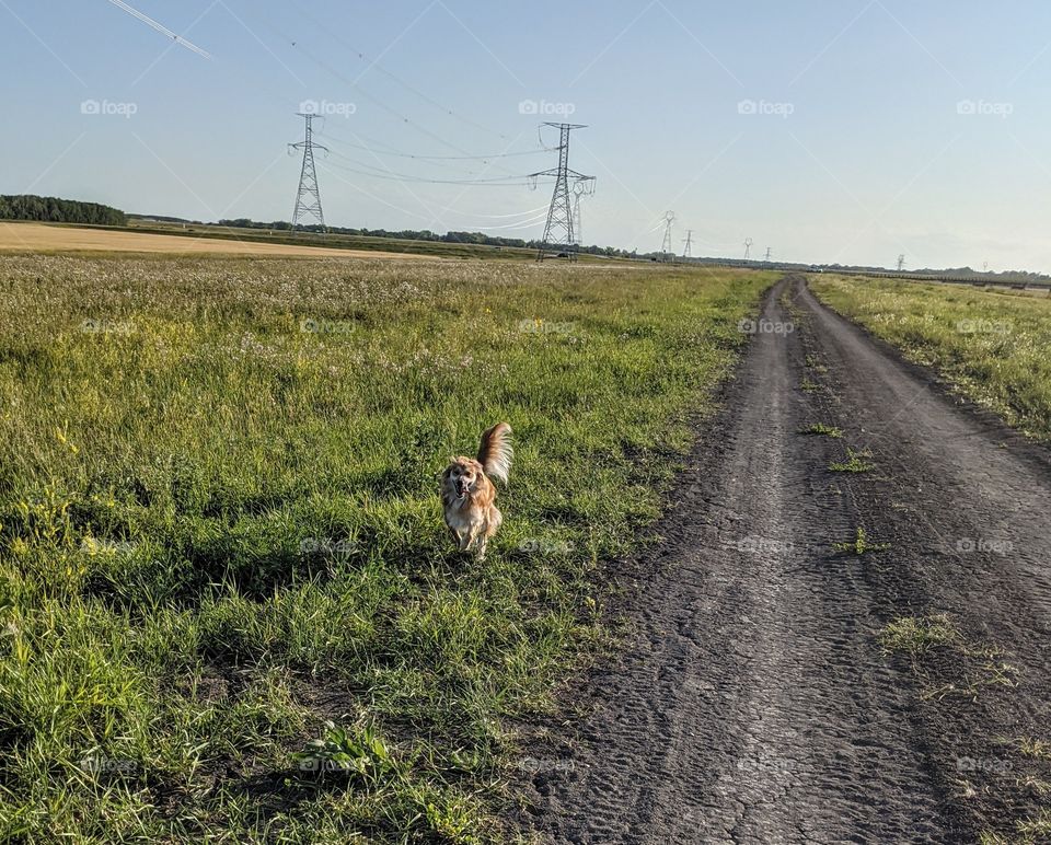 Dog running in field