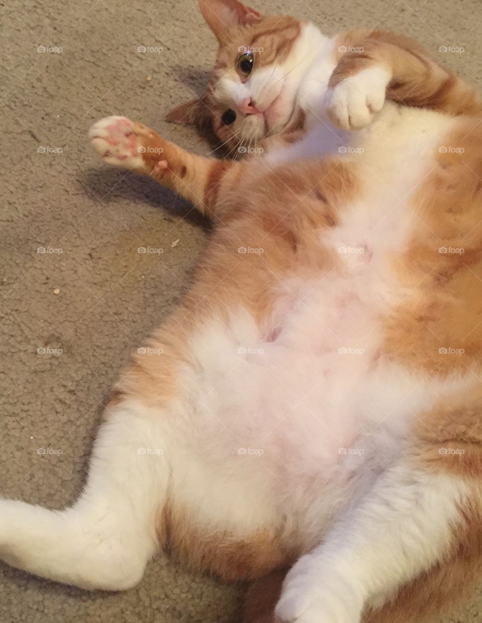 Minnie showing her fluffy belly.