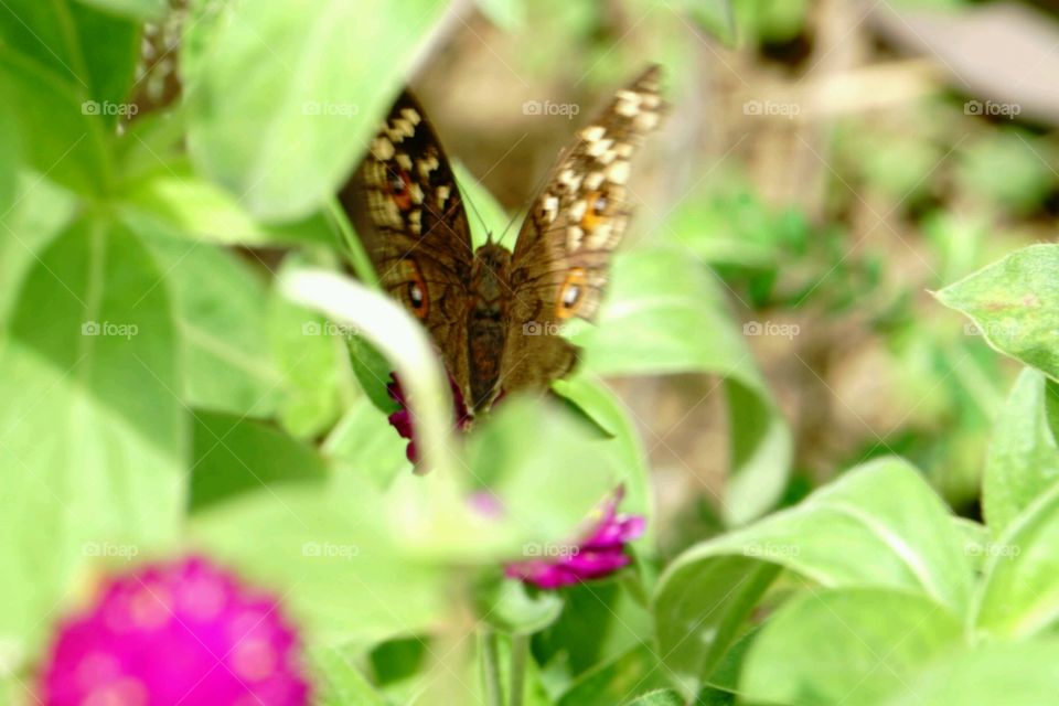 Butterflies fly away