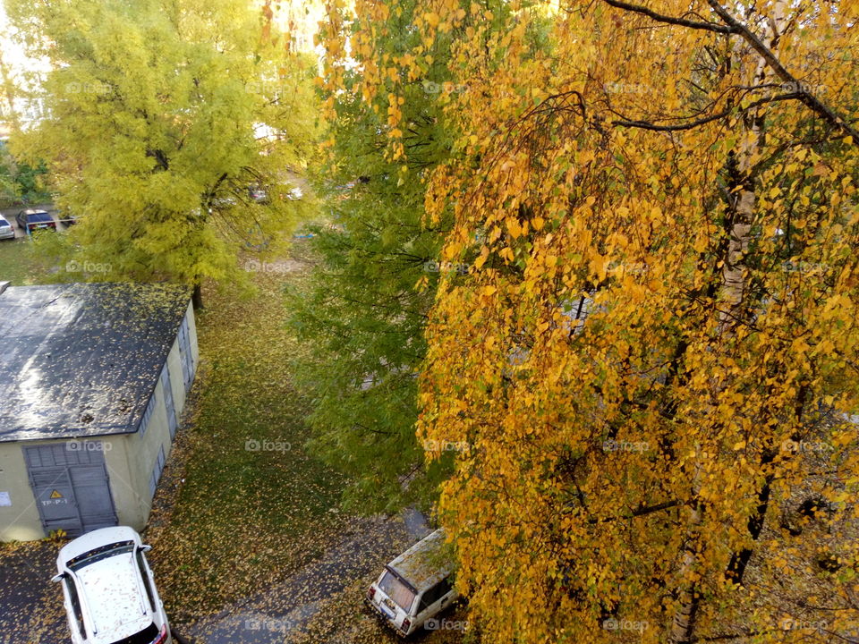 все краски осени в городском  дворе