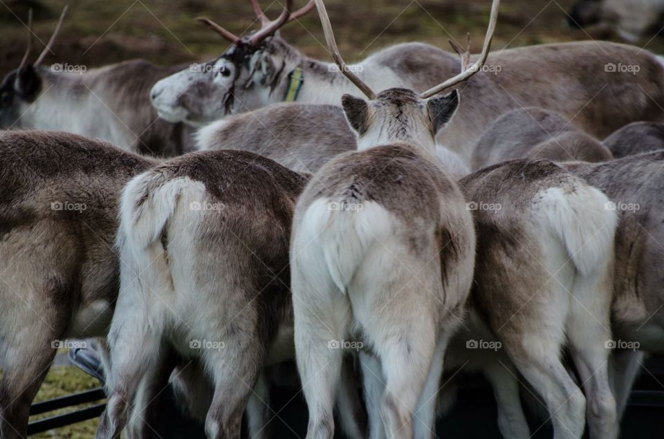 Reindeers