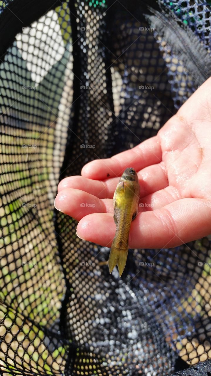 catching bait. this guy jumped out of the pond and into the net