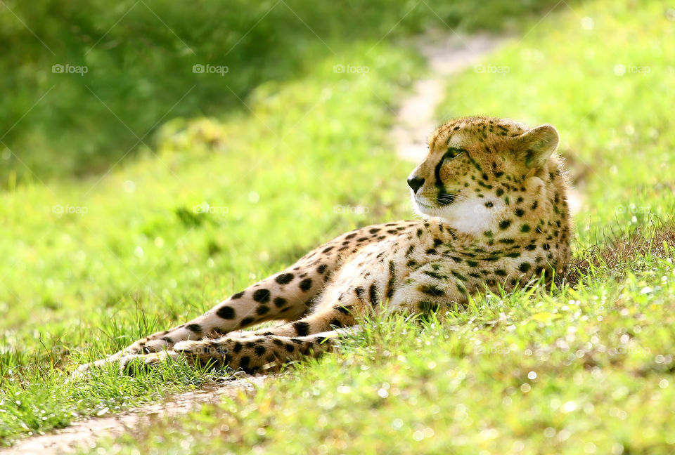 Cheetah resting in the grass