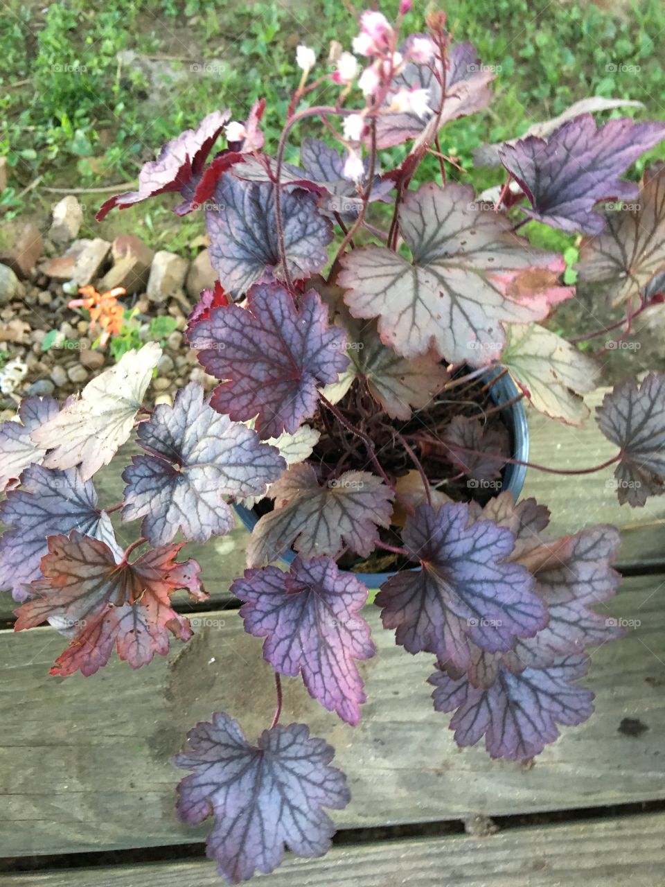 Put me in the ground please! I’m happy as can be but I’ll be happier in the ground 