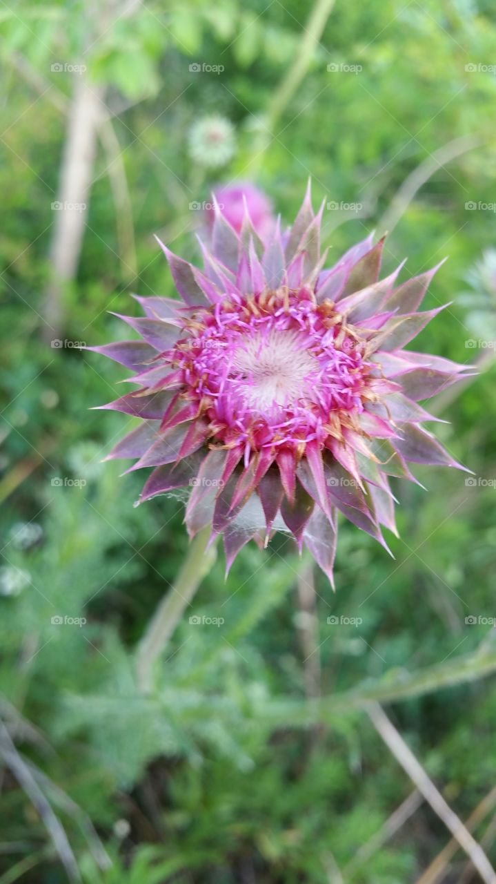 a pink thistle blooming in nature