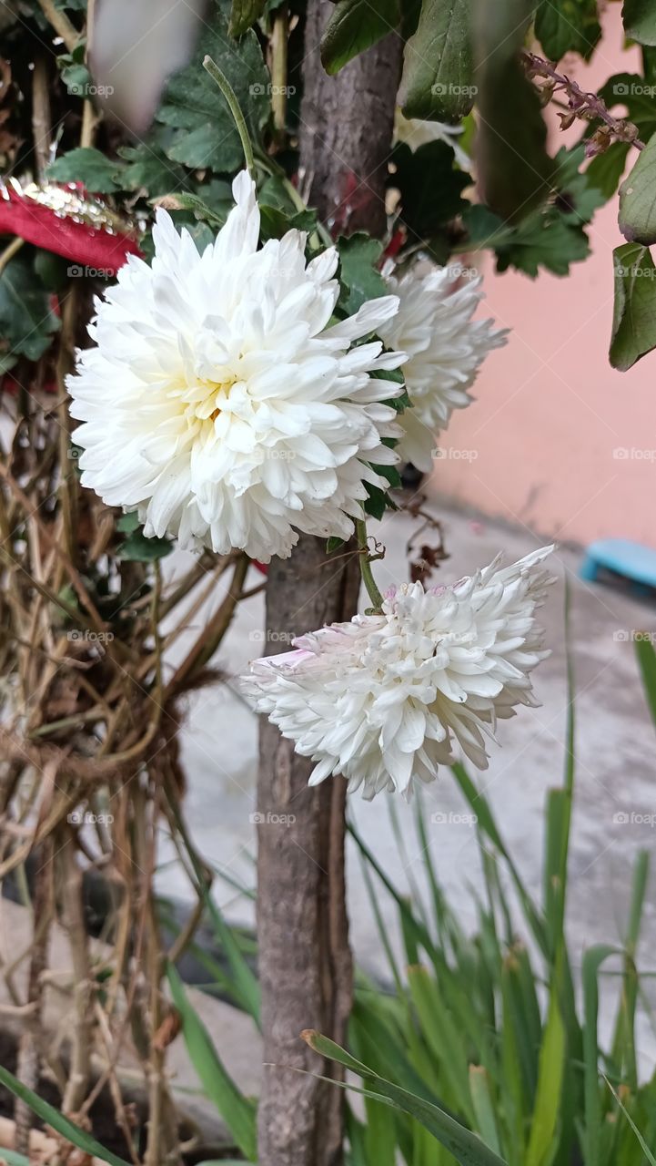 flowers