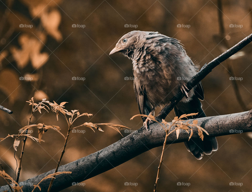 Bird photography  - yellow babbler