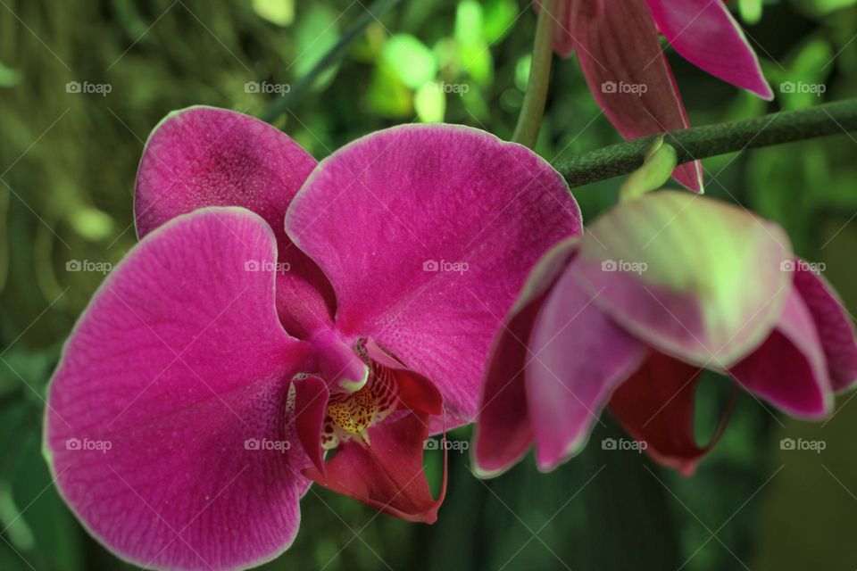 blooming Orchid