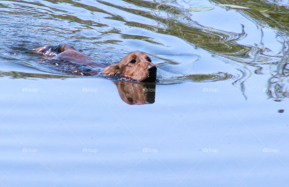 long-haired dachshund dog