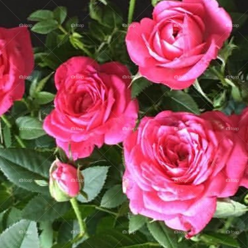 ros i skimrande färg rosa vackra färger blommar för fullt