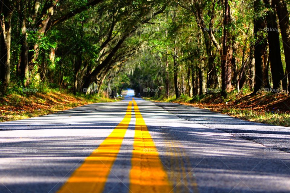 Empty road through the forest