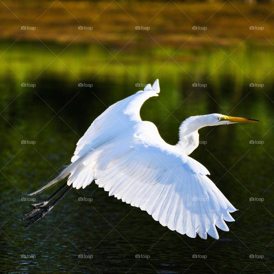 Egret flying 