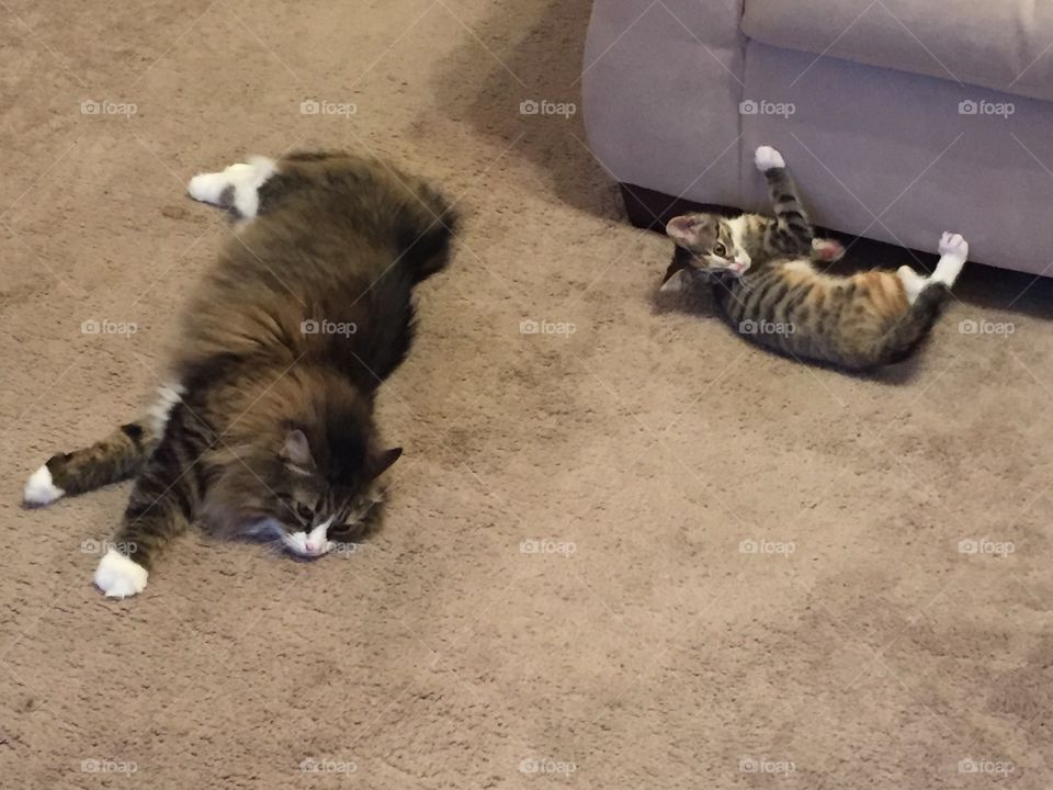 Two cats lounging on the carpeted floor together