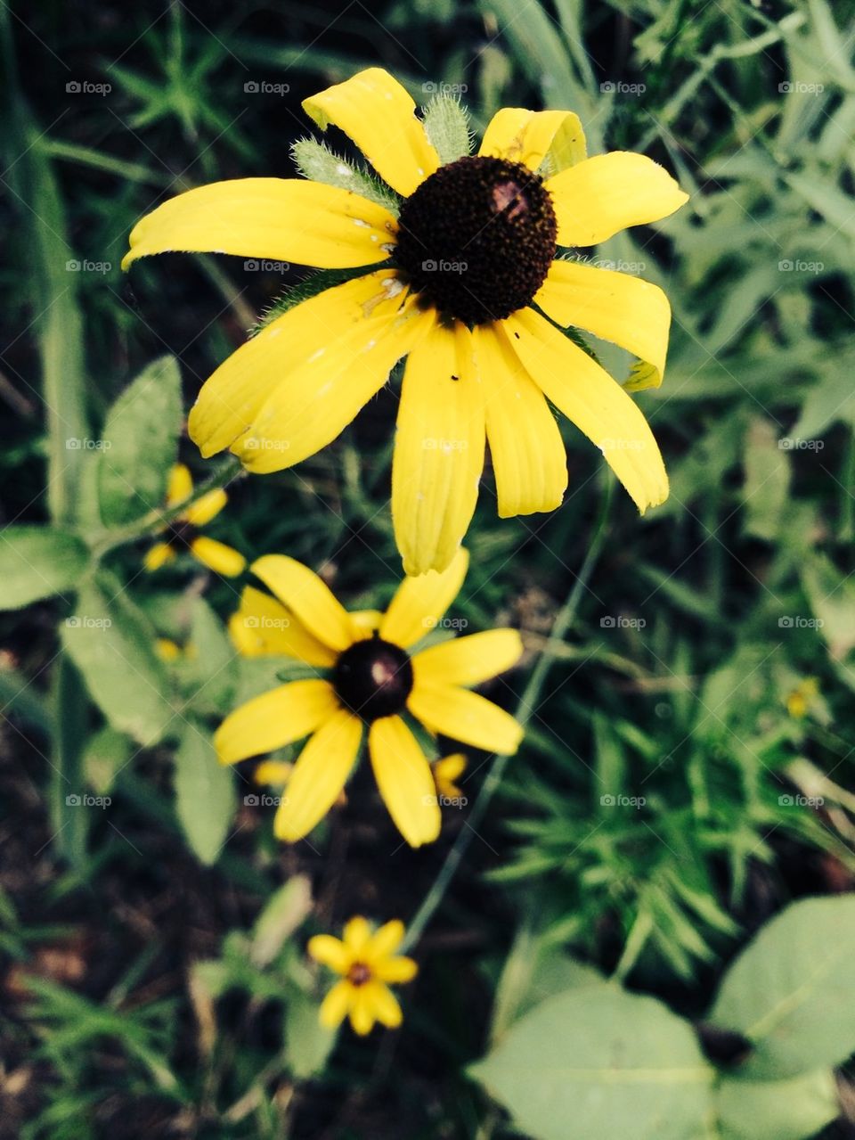 Yellow Flowers