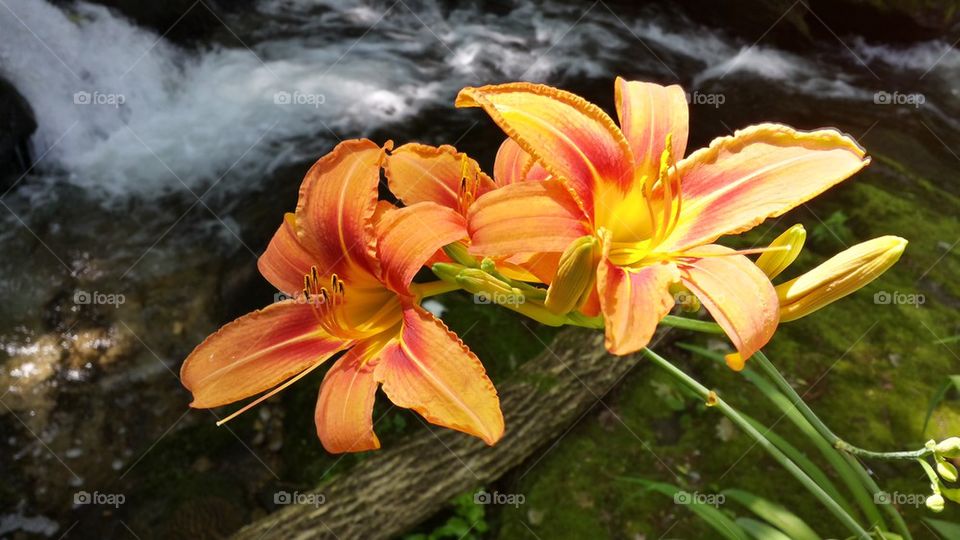 Tiger lilies