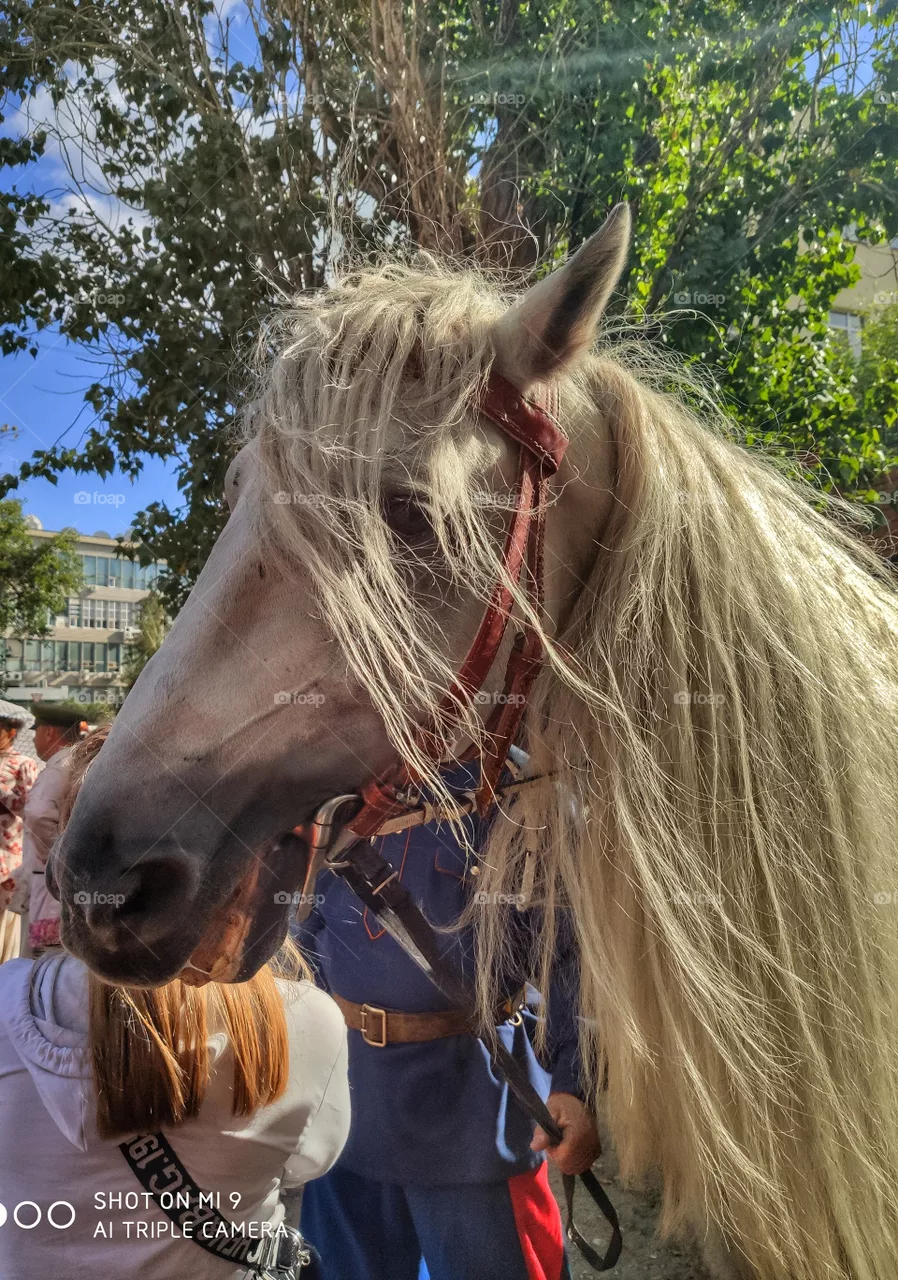 White horse