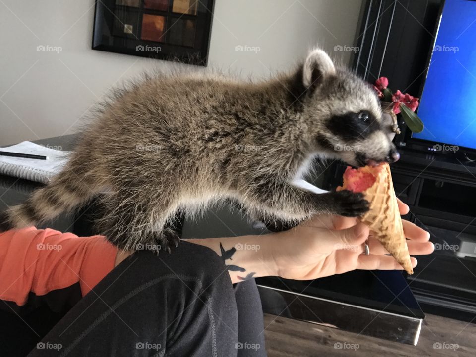 Baby Raccoon Tries Ice Cream For The First Time