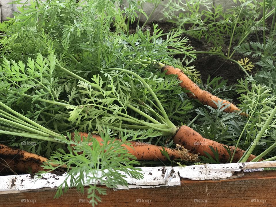 Cultivo de zanahorias en casa