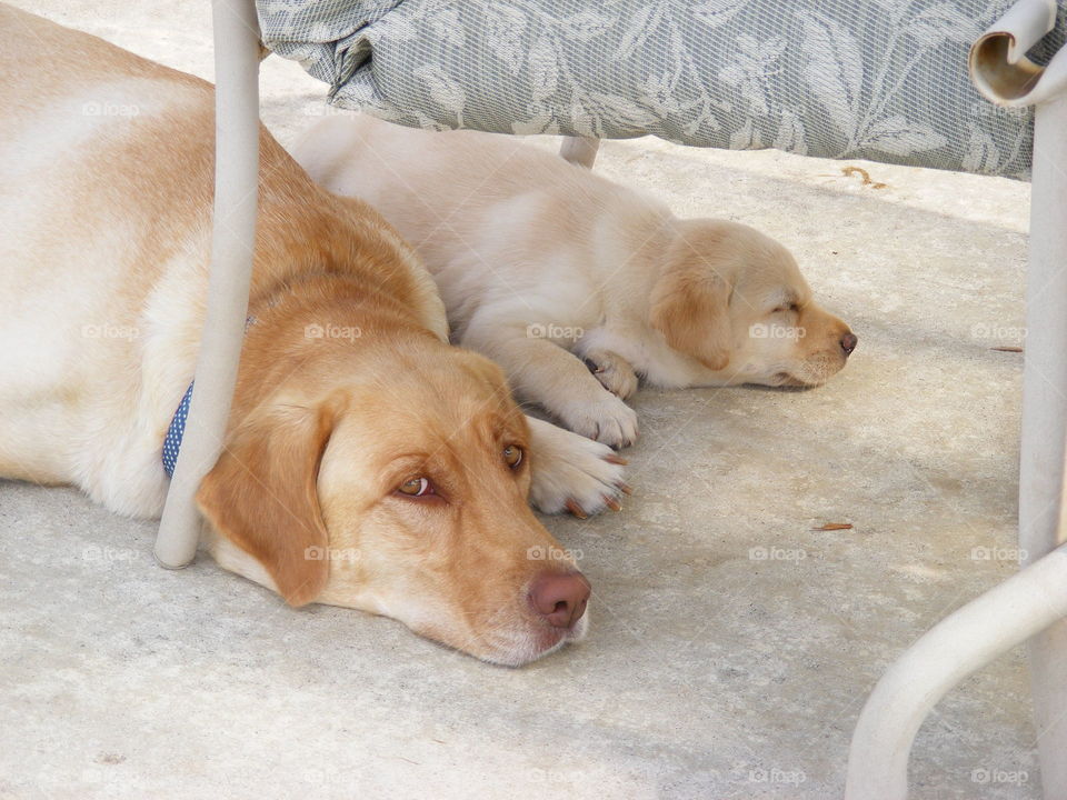 They are both AKC purebred yellow Labrador retriever dogs.
