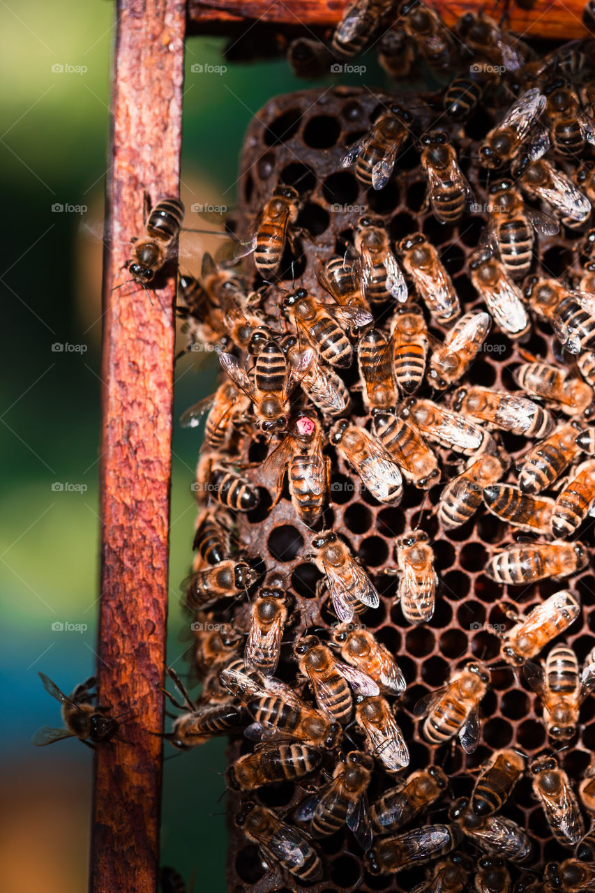 Beekeeper working in apiary, drawing out the honeycomb with bees and honey on it from a hive . Real people, authentic situations