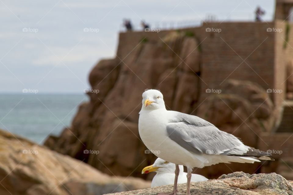 seagull on the rock