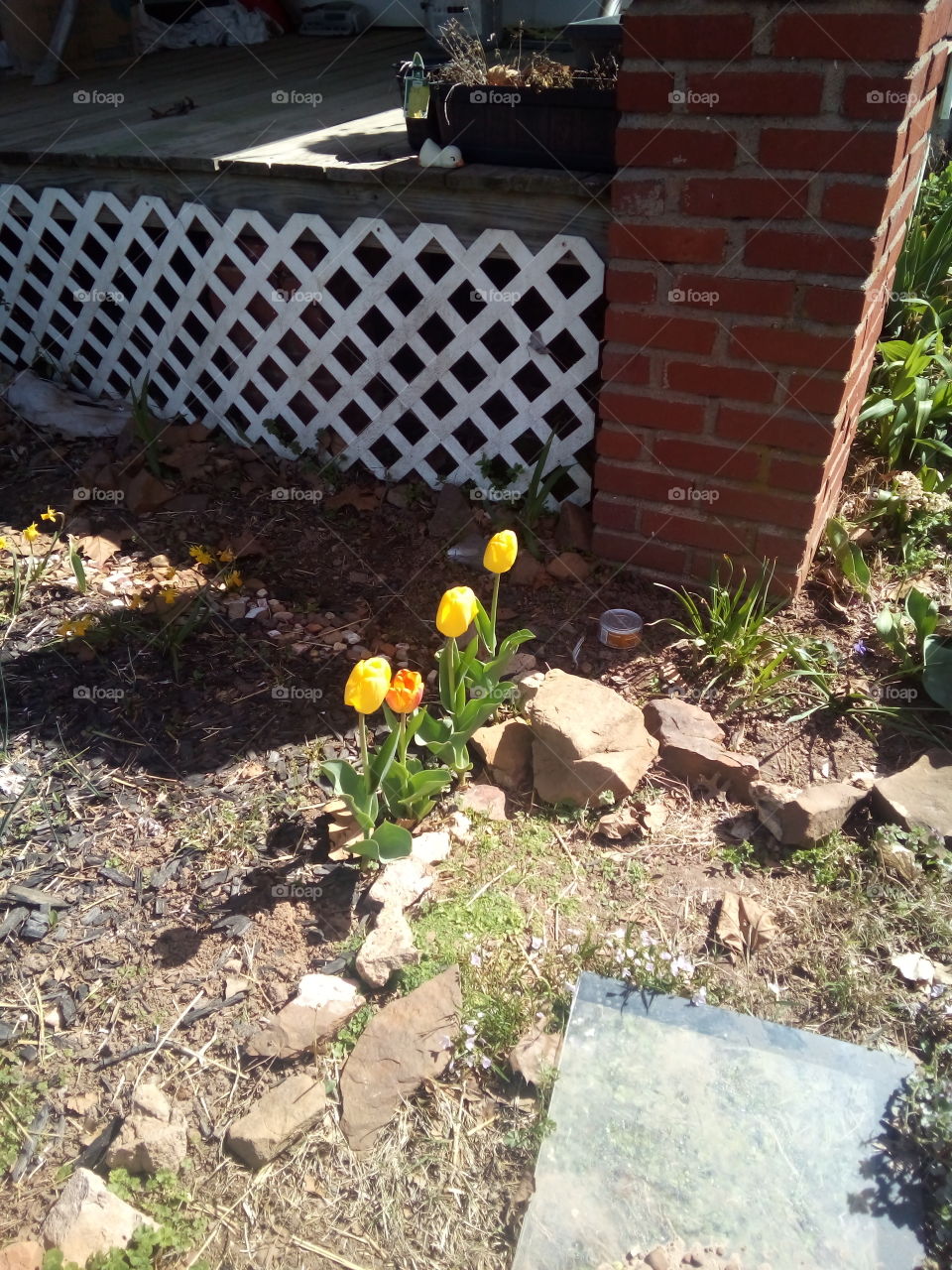 four of my tulips standing proud in the sun. spring time brings new life.to all