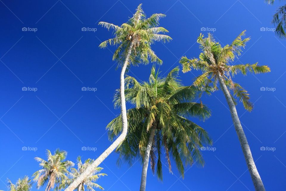 Coconut palms 