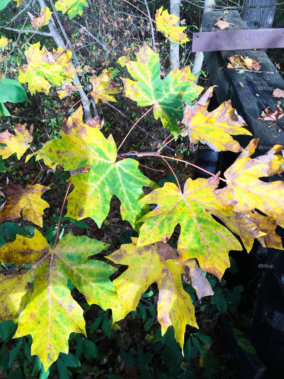 Colorful Autumn Leaves