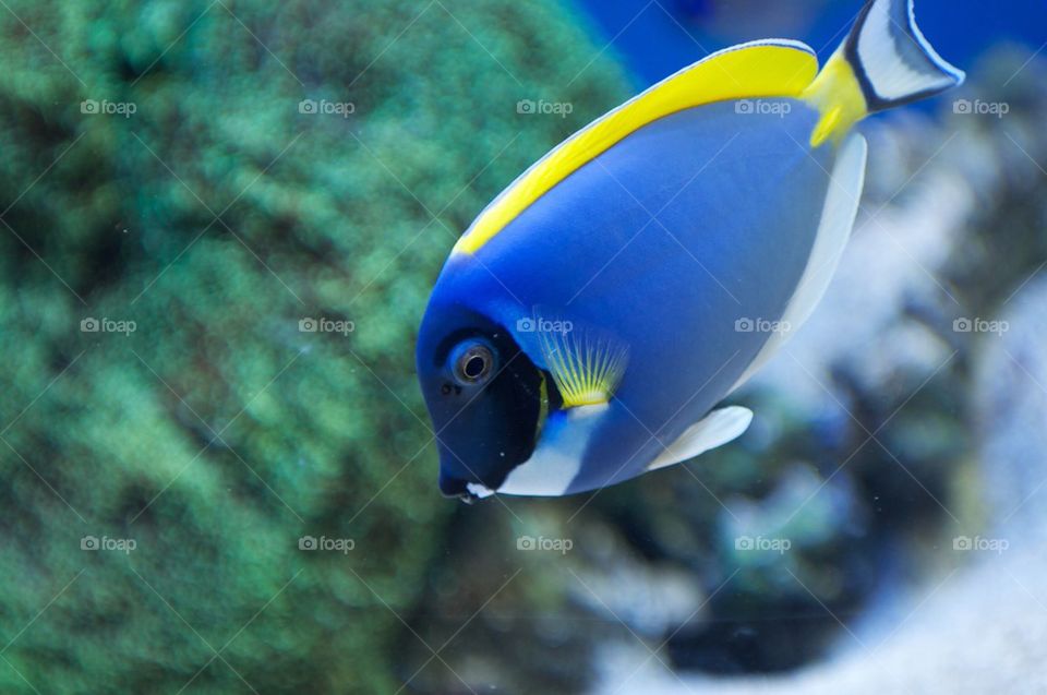 Dory fish blue tang