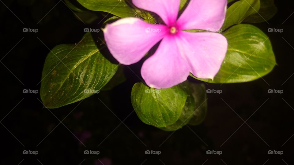 pink flower and leaf