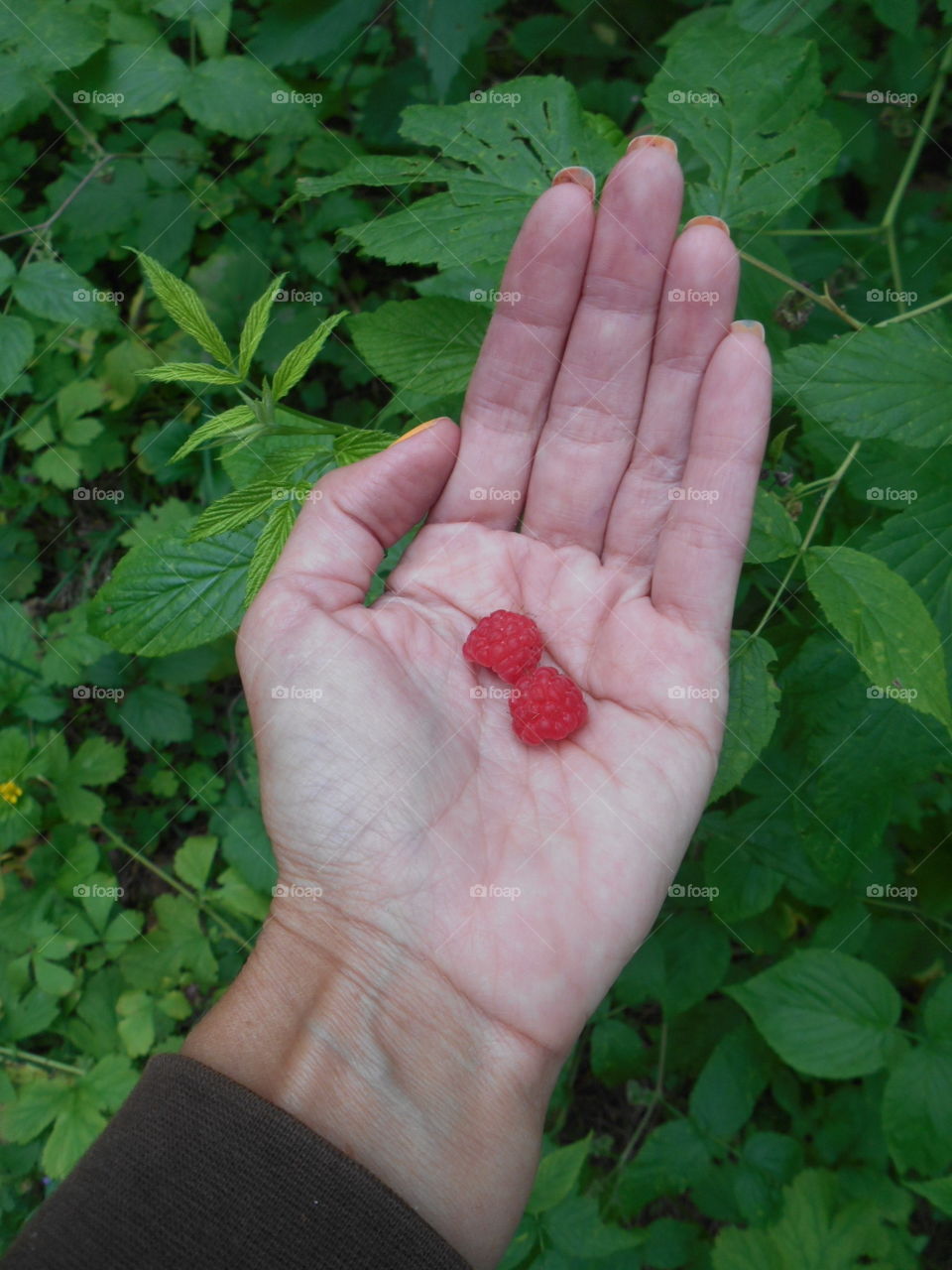 wild raspberries in the female hand in the forest green background, summer time