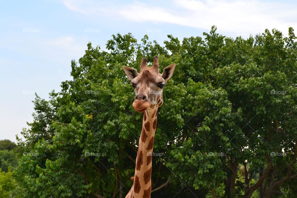 Closeup of the Giraffe head