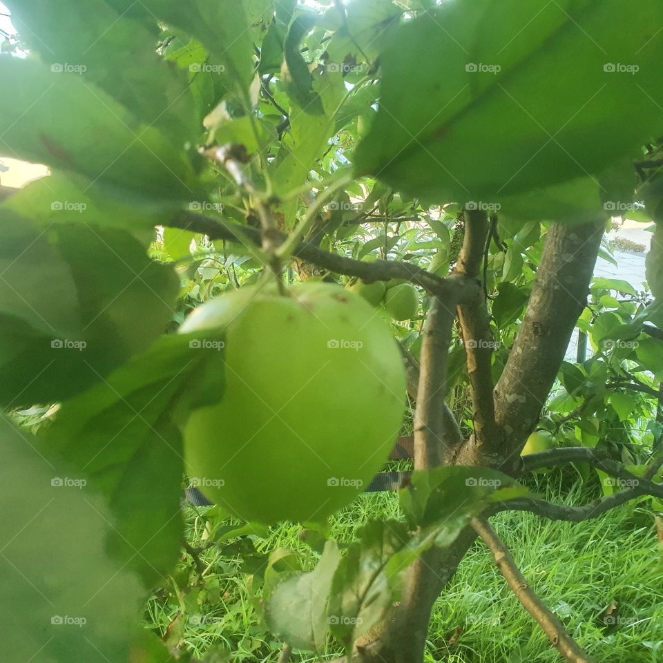 Green Apple on an apple tree. From the Dutch front yard.