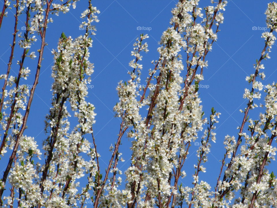 springtime blossoms