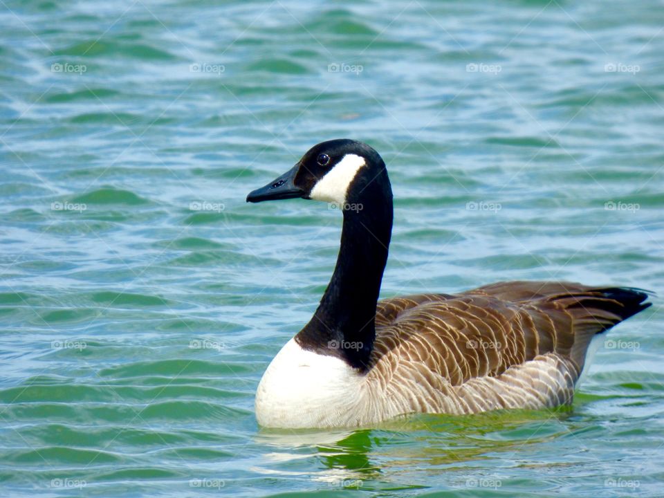 Cute goose in the lake. 