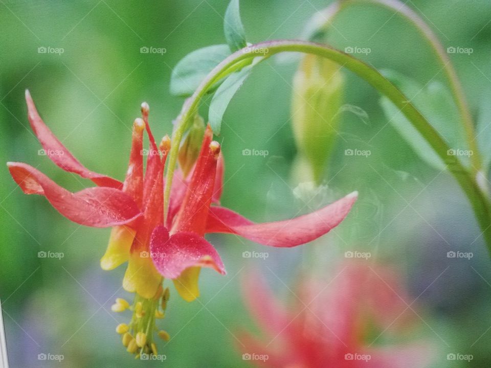Chandelier flower