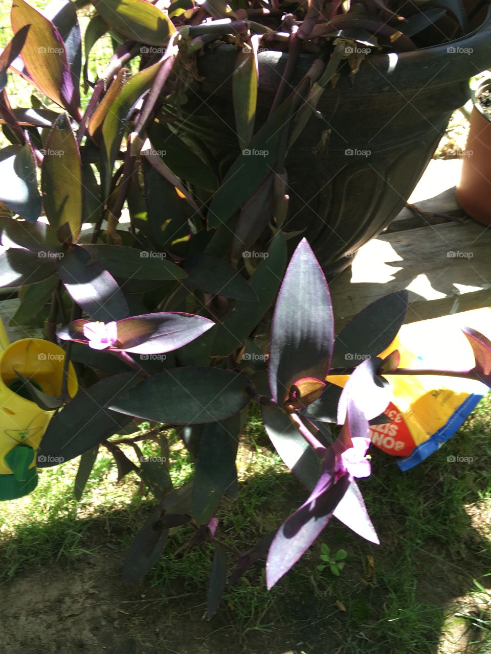 Pretty blooms on this plant close up picture of it on my homemade stand needs in a bigger pot soon 