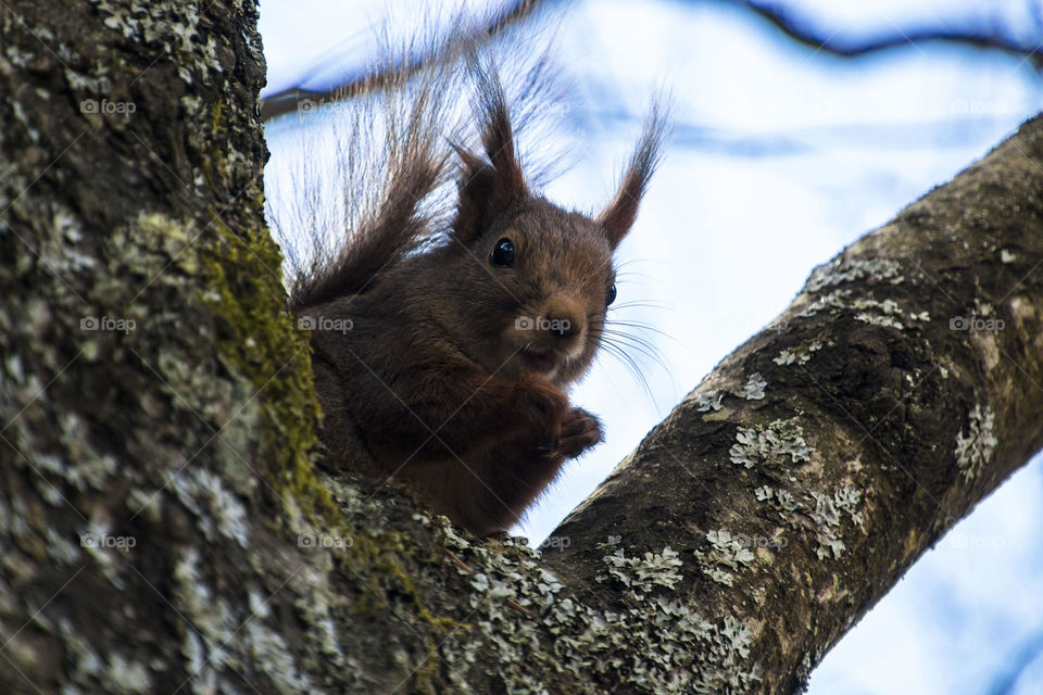Squirrel in a tree, Torekällberget, Södertälje, Sweden