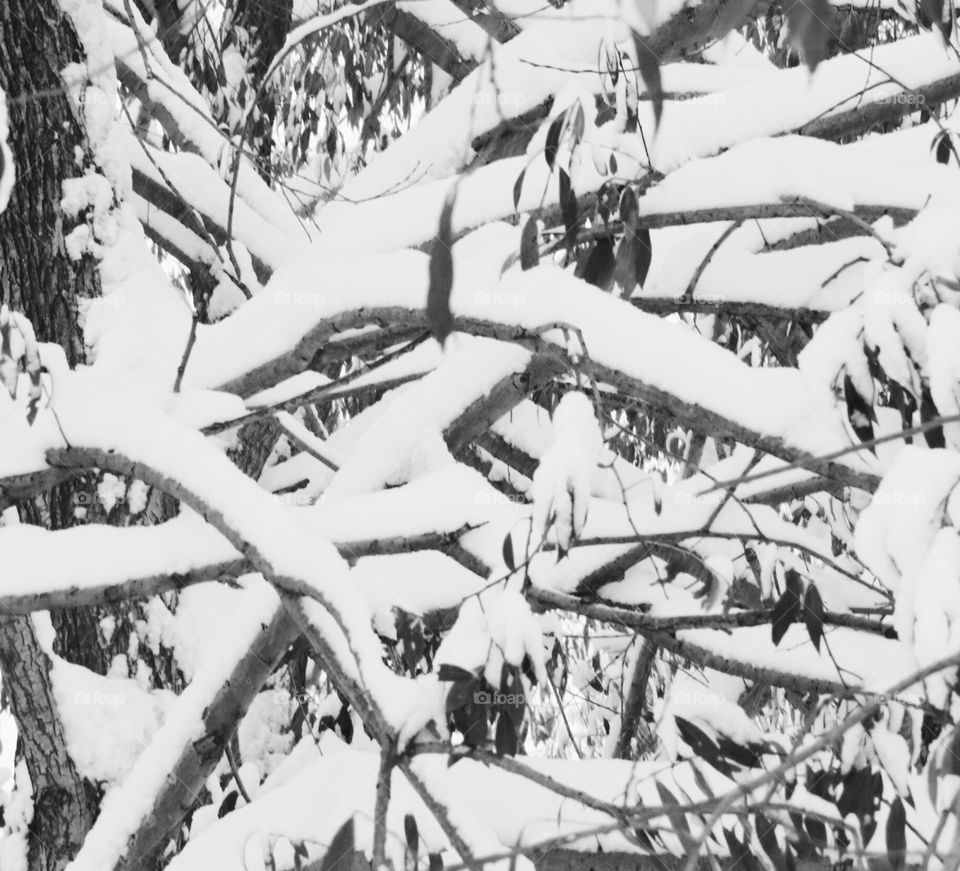Trees and branches with snow on them