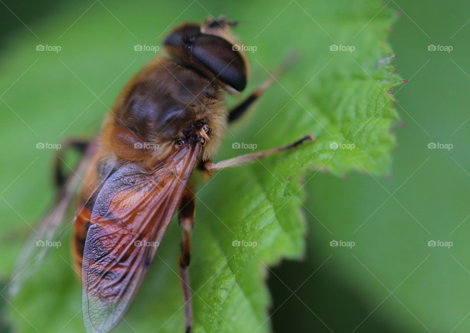 Bee On Leaf