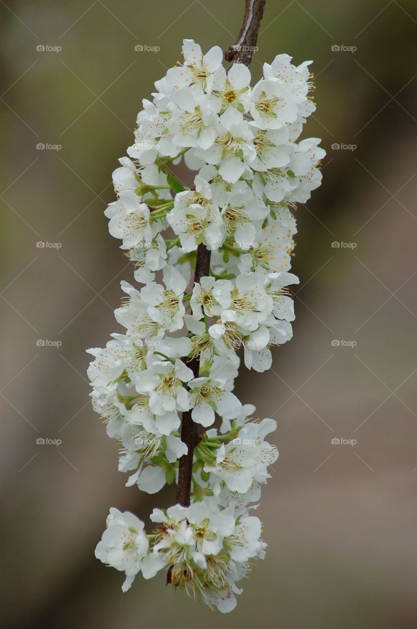 Pear blossoms. A full branch if pear blossoms. 