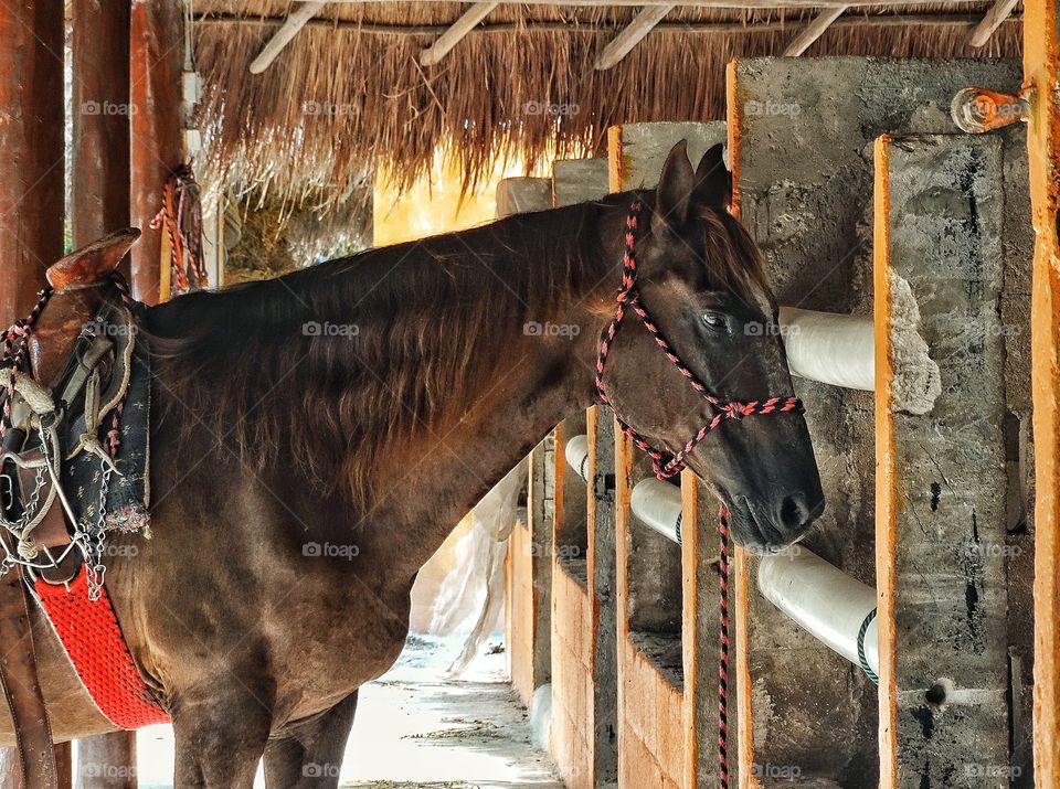 Horse In Rustic Stables. Riding Horse At A Ranchería in Cancún, Mexico
