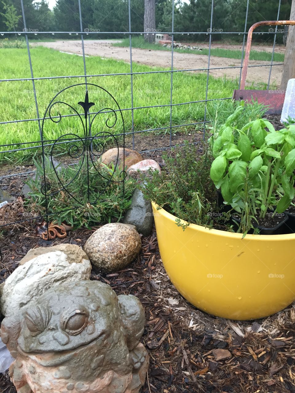 Herb garden pot. Basil and other herbs in yellow pot with frog statuette 