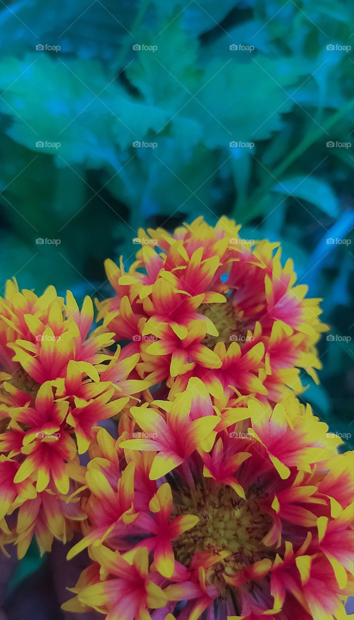 Sundance Bicolor flower