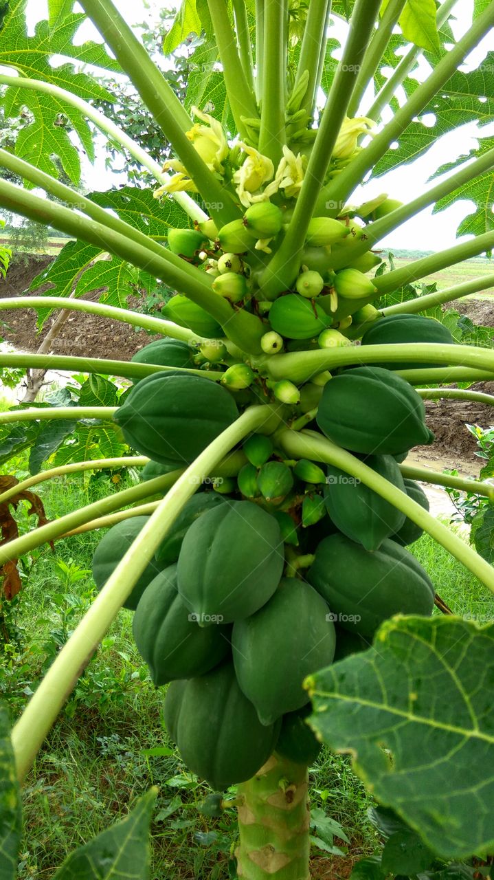 Greenish papaya fruits and leafs. 
smallest and big fruits.