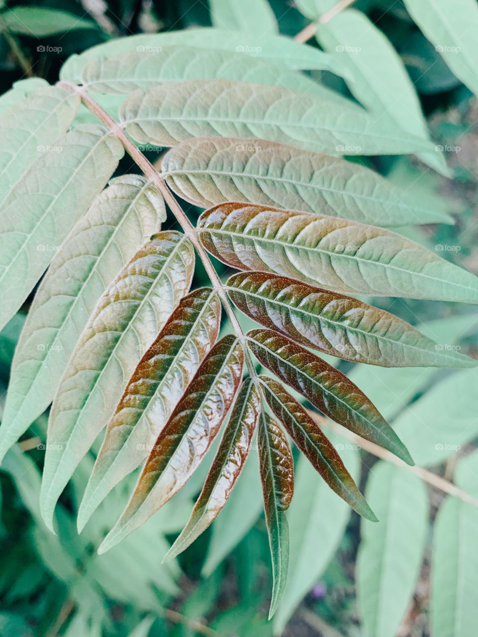 Different texture of plant leaf close up 