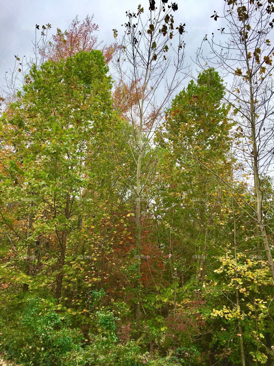 Autumn in the yard