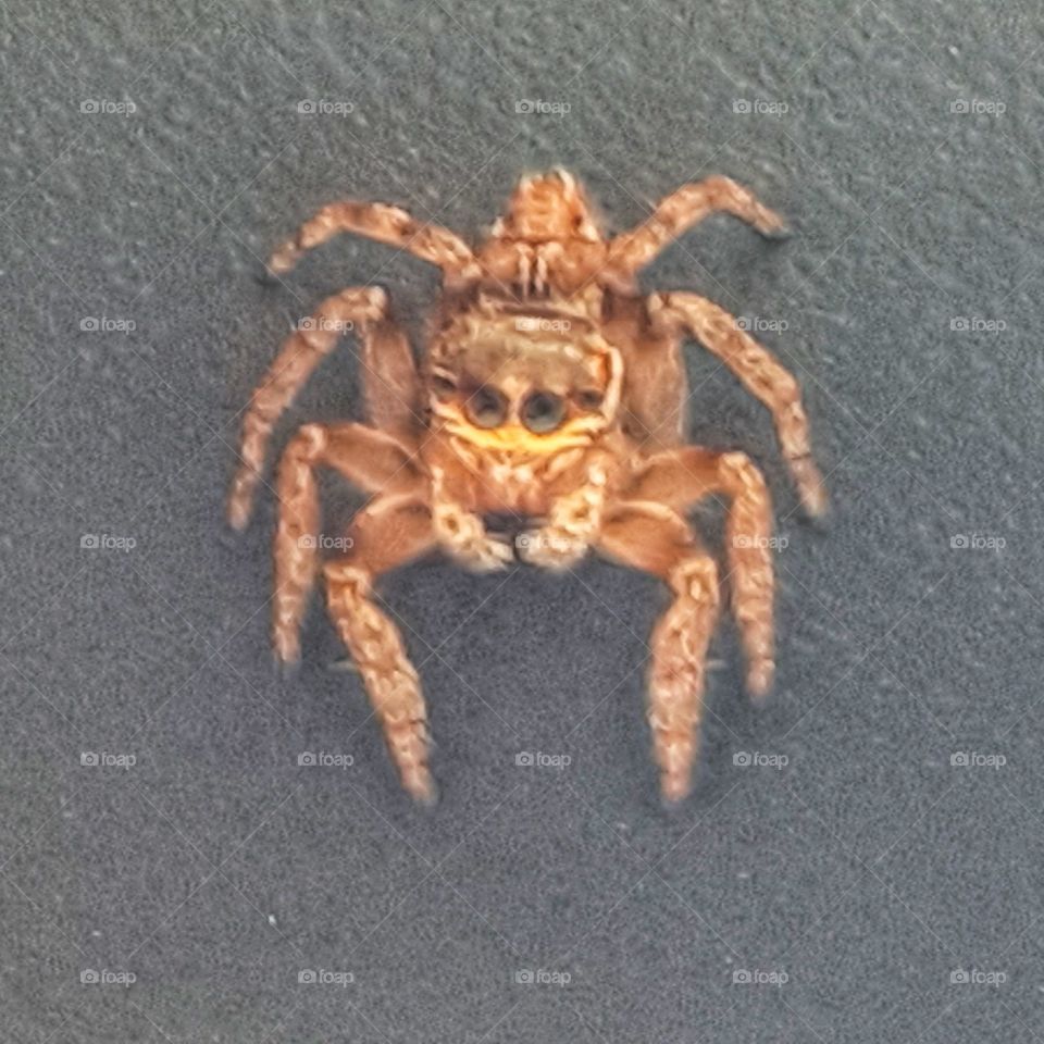 Spanish spider